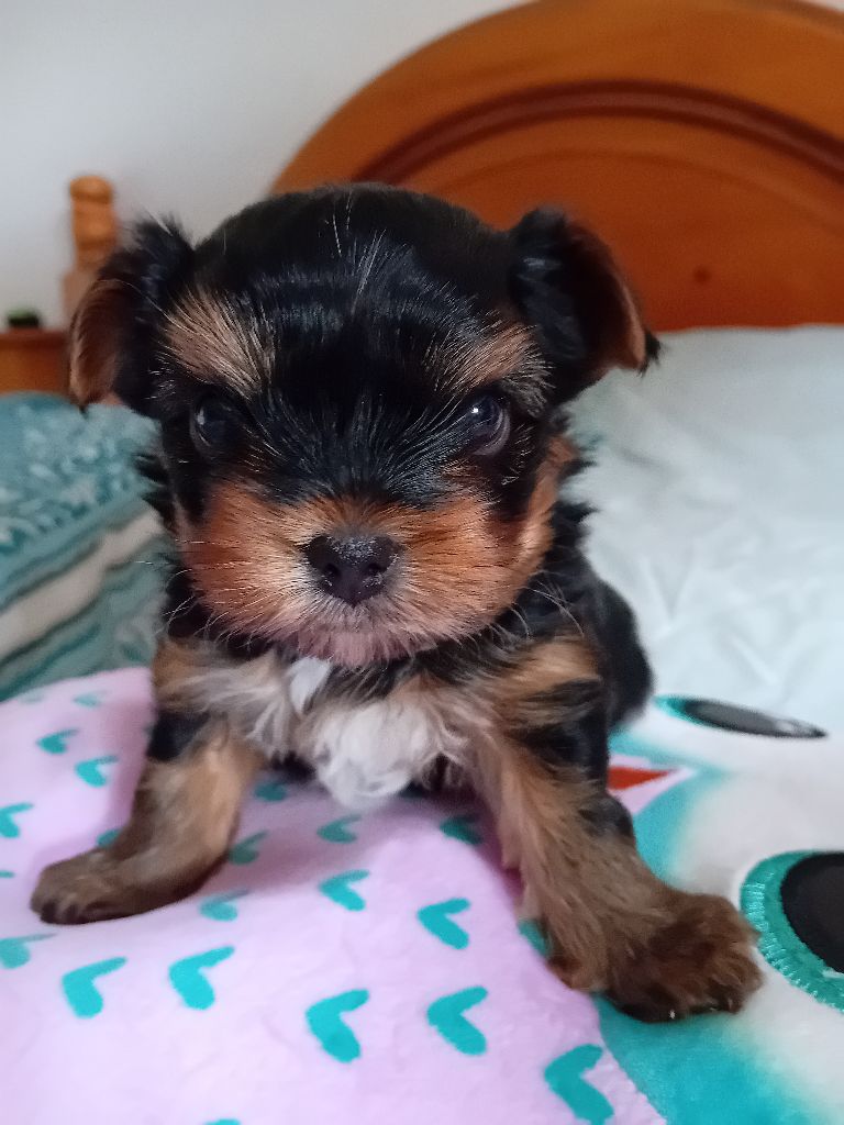 chiot Yorkshire Terrier Daniel Brochet