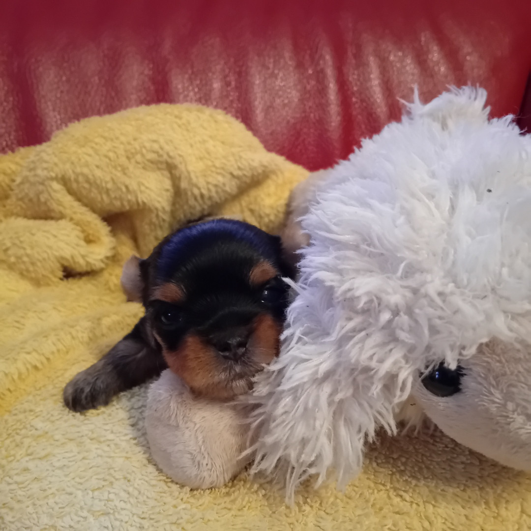 Daniel Brochet - Chiots disponibles - Yorkshire Terrier