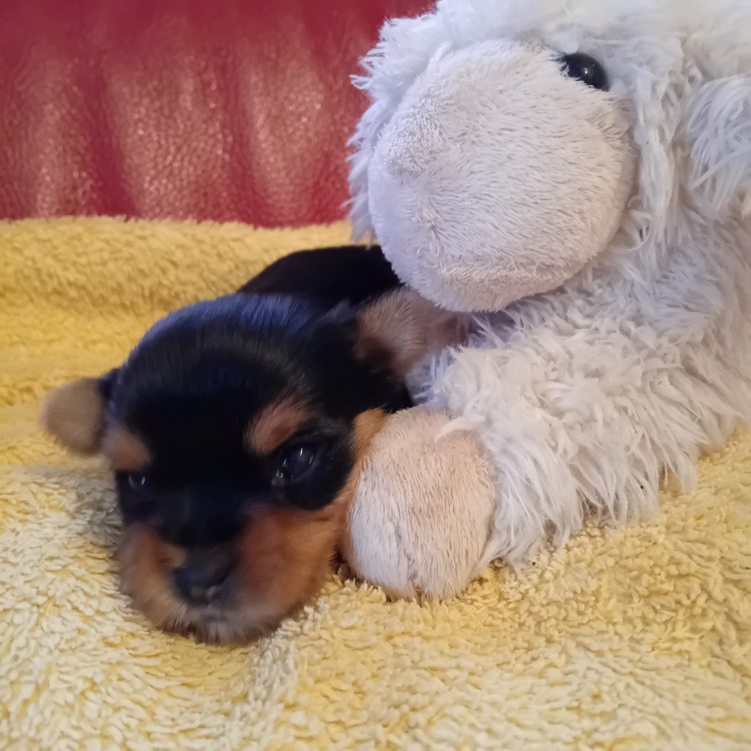 Daniel Brochet - Chiots disponibles - Yorkshire Terrier