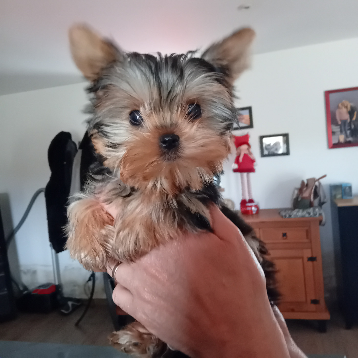 Daniel Brochet - Chiots disponibles - Yorkshire Terrier