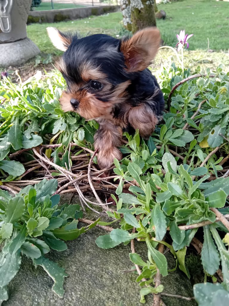 Daniel Brochet - Chiots disponibles - Yorkshire Terrier