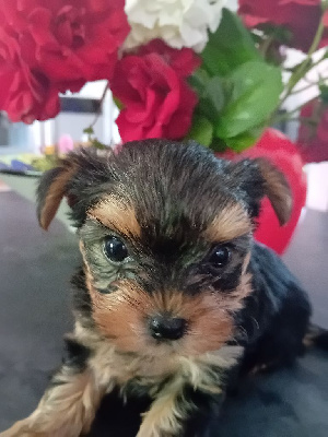 CHIOT 3