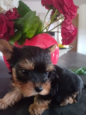 CHIOT 1