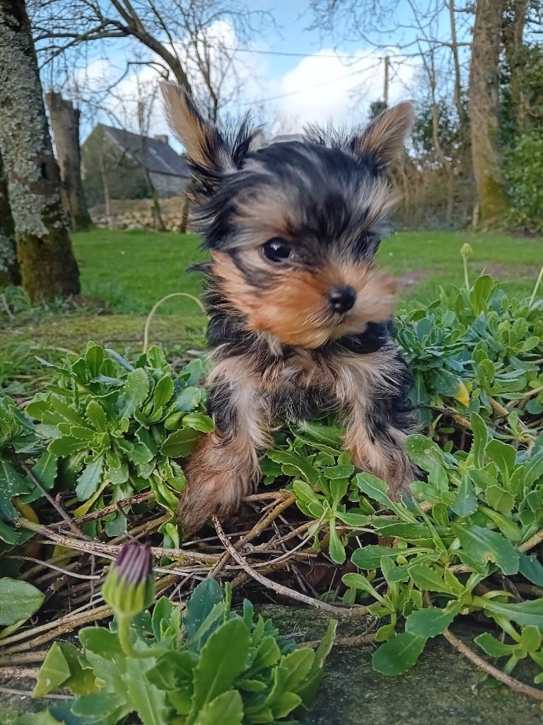 Daniel Brochet - Chiots disponibles - Yorkshire Terrier