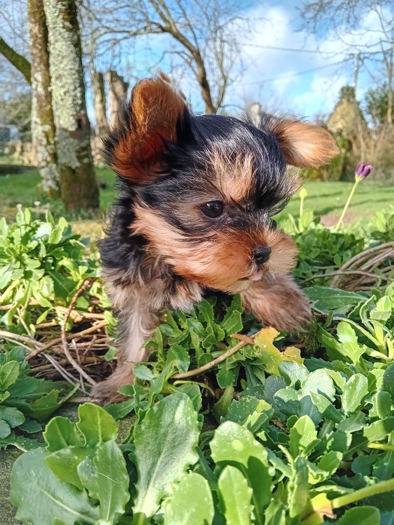 Daniel Brochet - Chiots disponibles - Yorkshire Terrier